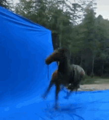 Horse Cavalo GIF - Horse Cavalo Spin GIFs