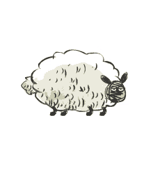 the sheep