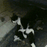 a black and white cat laying down on the ground