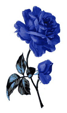 b%C3%B6be giffjei rose blue flower