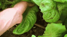garden gardening harvesting lettuce