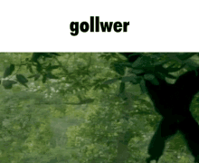 Gollwer Monkey GIF - Gollwer Monkey Forest GIFs