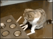 Cat Play GIF - Cat Play GIFs
