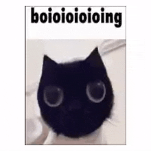 Boioioioing Cart GIF - Boioioioing Cart Black Cat GIFs