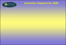 sale shepherd
