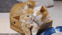 Love Cats GIF - Love Cats Kittens GIFs