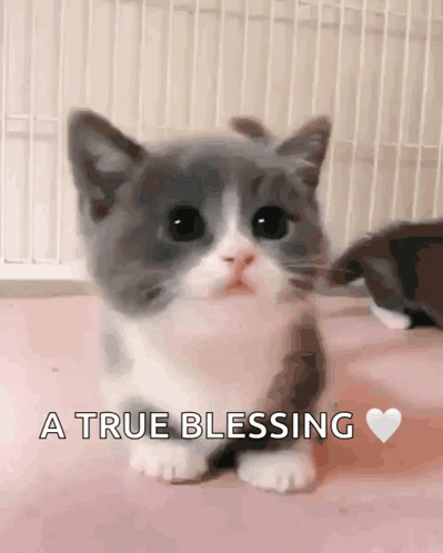 cute animals with captions love