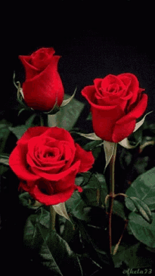 Rosas Para GIF - Rosas Para Nuestro GIFs