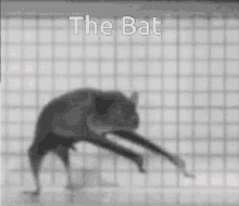 Thebat GIF - Thebat GIFs