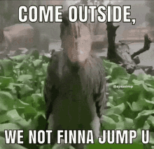Shoebill Rain GIF - Shoebill Rain Meme GIFs