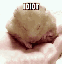 Idiot Idiot Hamster GIF - Idiot Idiot Hamster Hamster GIFs