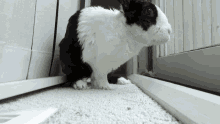 Pipkin Rabbit GIF