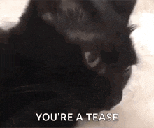 Cat Told You So GIF