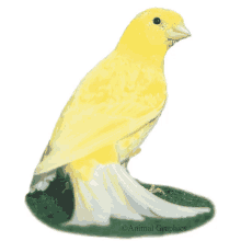 Yellow Canary GIF - Yellow Canary GIFs