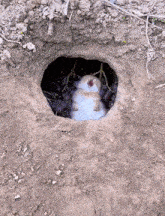 a small animal is laying in a hole with grapes