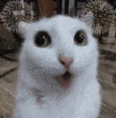 a white cat with fireworks behind it 's ears