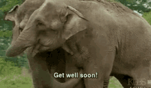 Get Well Soon! GIF - Elephants Get Well Soon Get Well GIFs
