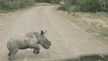 Running Away Baby Rhino Picks Fight With Car Changes Mind GIF - Running Away Baby Rhino Picks Fight With Car Changes Mind World Rhino Day GIFs