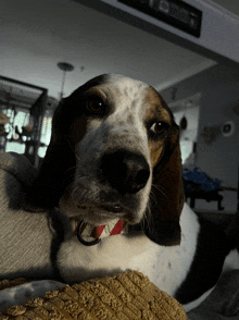 Beagle GIF