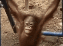 Monkey Gets Hurt And Cries Monkey Crying GIF - Monkey Gets Hurt And Cries Monkey Crying GIFs