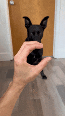 Target Dog Trick GIF - Target Dog Trick Snoot GIFs