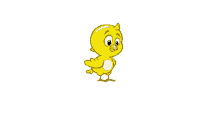 meu pintinho amarelinho amarelo pintinho my yellow chicken