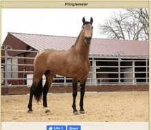 a picture of a horse named pringlemeier