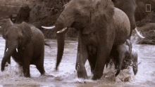 Elephants Playing Water GIF - Elephants Playing Water Having Fun GIFs