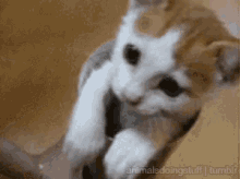 Nope Kitten GIF - Nope Kitten Bucket GIFs