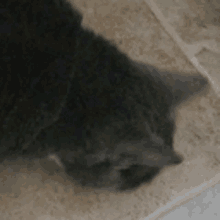 Catmunch GIF - Catmunch GIFs