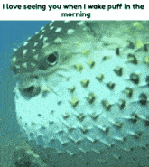 Shrimple Puffer GIF