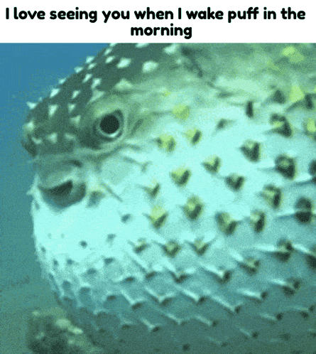 Shrimple Puffer GIF - Shrimple Puffer Fish - Discover & Share GIFs