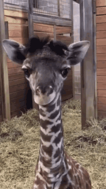 funny animals toung out stick giraffe