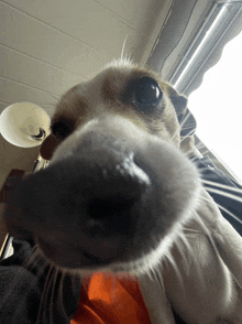 Dog Wide Angle GIF - Dog Wide Angle Nose GIFs