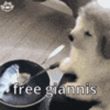 a dog is sitting on a pot with a spoon in its mouth .