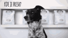 Britpetfood Britfresh GIF - Britpetfood Britfresh Dog GIFs
