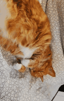 Pupuce Cat GIF - Pupuce Cat Chat GIFs