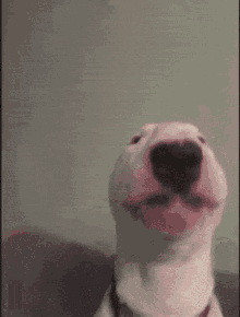 Walter Dog GIF - Walter Dog Bull Terrier GIFs