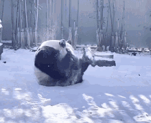 Panda Somersault GIF - Panda Somersault Rolling GIFs