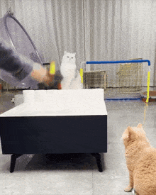 a cat looks on as a person throws a tennis ball