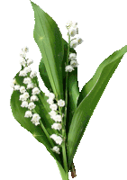 a lily of the valley flower with green leaves