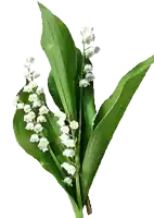 a lily of the valley flower with green leaves