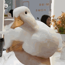Duck GIF