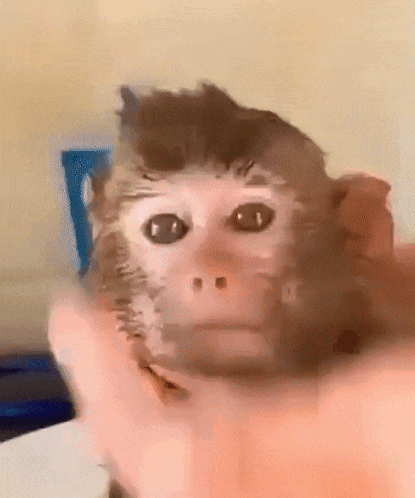 washing monkeys face meme｜TikTok Search
