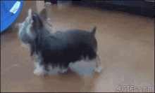 Dog Obstacle Course GIF - Pet Animal Dog GIFs
