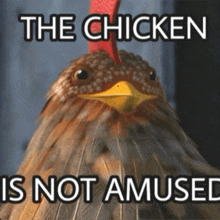 a picture of a chicken with the words the chicken is not amused below it