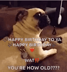 Happy Birthday You Re Old Gifs | Tenor
