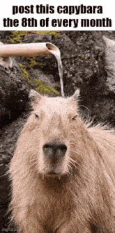 a capybara is being poured water from a bamboo pipe on its head .