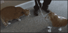 a pixelated image of a dog and a cat with the website forgifs.com at the top