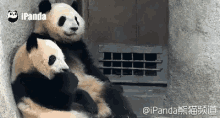滚滚，熊猫，摸头 GIF - Panda Gun Gun Pat Pat GIFs